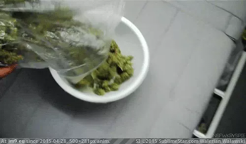 #500x281 #Animated 1za12 GIF (Image of album hemp))