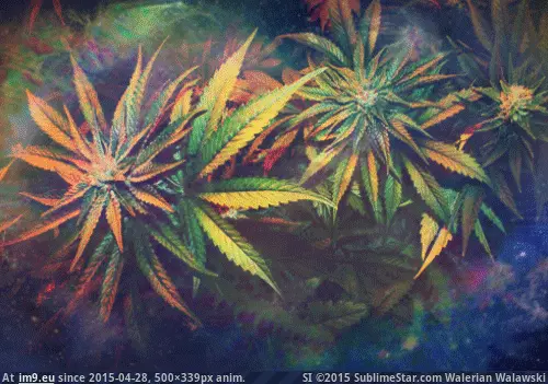 #500x339 #Animated 1za13 GIF (Image of album hemp))