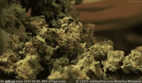 #480x270 #Animated 1zz21 GIF (Obraz z album hemp))