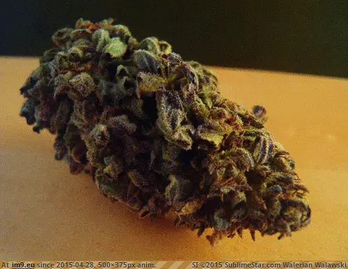 #Animated 1zz25 GIF (Obraz z album hemp))