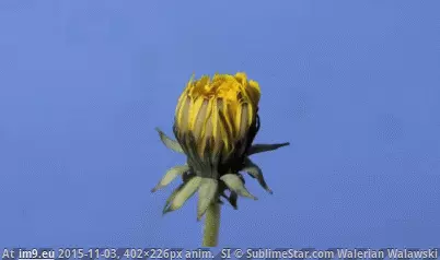 #Buzz  #Enhanced anigif_enhanced-buzz-19827-1414081402-14 GIF (Image de album Alternative-News.tk))