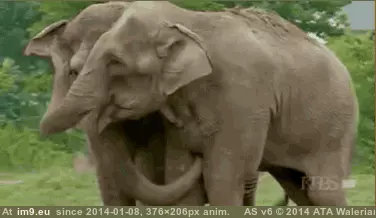 #Years #Bond #Circus #Separated #Immediately #Elephants [Aww] 2 circus elephants immediately bond after being separated for 22 years GIF (Obraz z album My r/AWW favs))
