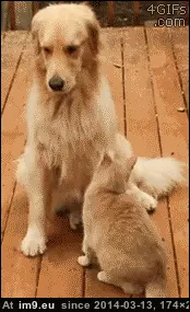 #Cat  #Attention [Aww] A cat in need of attention GIF (Image of album My r/AWW favs))