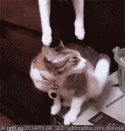  #Kiss  [Aww] A kiss from above GIF (Image of album My r/AWW favs))