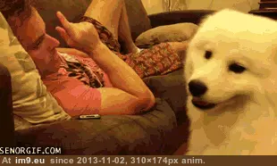 #Bff  #Mans [Aww] A mans BFF GIF (Image de album My r/AWW favs))