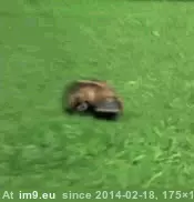 #Running  #Platypus [Aww] A platypus running GIF (Image of album My r/AWW favs))