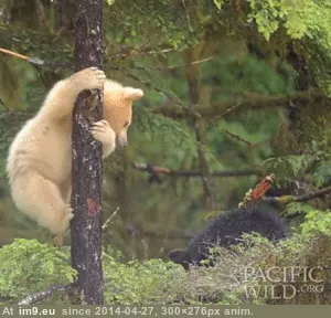 #Black #White #Bear #Spirit #Tree #Brother [Aww] A spirit bear (white black bear) in a tree with his brother GIF (Imagen de album My r/AWW favs))