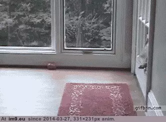  #Image  [Aww] Almost...almost... There we go. GIF (Bild von album My r/AWW favs))