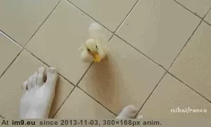 #You #Can #Predator #Prey #Bloodthirsty #See #Chasing [Aww] And here you can see a bloodthirsty predator chasing its prey GIF (Obraz z album My r/AWW favs))