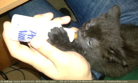 #Pretty #Kittens #Bottle #Annoying #Twitch #Worth #Ear #Feeding [Aww] As annoying as bottle feeding kittens is, the little ear twitch pretty much makes it worth it. GIF (Imagen de album My r/AWW favs))