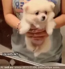 #Puppy #Thinks #Swimming [Aww] Aww. Puppy thinks its swimming. GIF (Image of album My r/AWW favs))