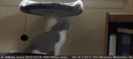 #Cute  #Attempt [Aww] Aww, such a cute attempt! GIF (Image de album My r/AWW favs))