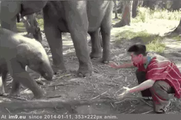 #Baby #Hugs #Elephant [Aww] Baby elephant hugs GIF (Image of album My r/AWW favs))