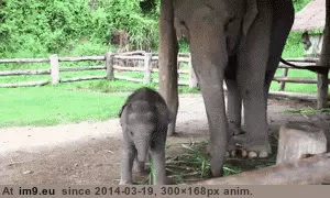 #Baby #Spots #Visitor #Elephant [Aww] Baby elephant spots a visitor GIF (Image de album My r/AWW favs))
