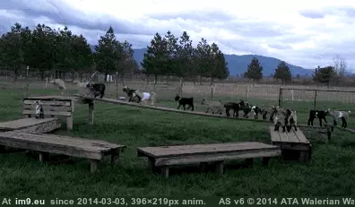 #Baby #Playing #Goats #Floor #Lava [Aww] Baby goats playing 'the floor is lava.' GIF (Image of album My r/AWW favs))