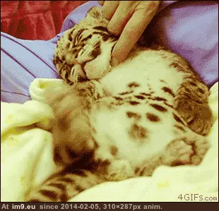 #Baby #Leopards #Adorable [Aww] Baby leopards are so adorable.. GIF (Bild von album My r/AWW favs))