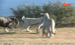 #Baby #Walks #Bulldog #Lion [Aww] Baby lion walks a bulldog GIF (Image of album My r/AWW favs))