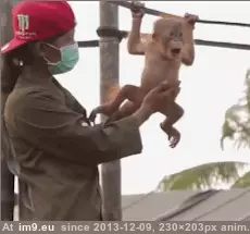#Baby #Orangutan #Rubbed #Belly [Aww] Baby orangutan getting his belly rubbed :) GIF (Obraz z album My r/AWW favs))