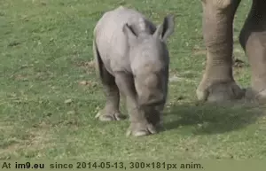 #Baby #Naptime #Rhino [Aww] Baby rhino naptime! GIF (Image of album My r/AWW favs))