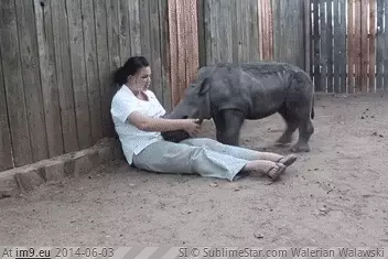 #Baby #Rhino #Cuddle [Aww] Baby rhino wants to cuddle GIF (Obraz z album My r/AWW favs))