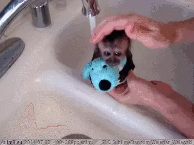 #Time #Monkey #Bath [Aww] Bath time for Monkey GIF (Image of album My r/AWW favs))