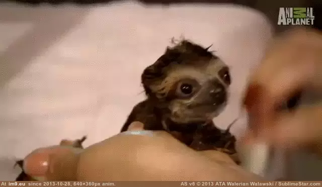 #For #Bathtime #Sloth #Baby [Aww] Bathtime for baby sloth! GIF (Image of album My r/AWW favs))