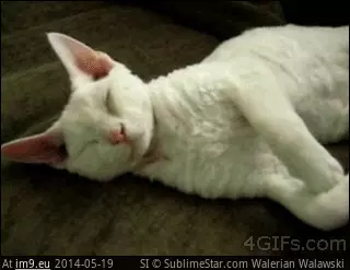 #Belly  #Rubs [Aww] Belly rubs GIF (Image of album My r/AWW favs))