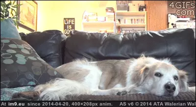  #Buddies  [Aww] Best Buddies GIF (Obraz z album My r/AWW favs))