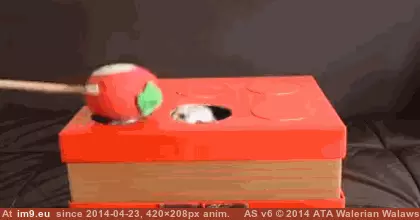  #Boop  [Aww] Boop...Boop...Boop...Boop...Boop...Boop...Boop...Boop...Boop... GIF (Image of album My r/AWW favs))