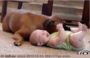 #Human #Claim #Boxer #Laying [Aww] Boxer laying claim to her human GIF (Bild von album My r/AWW favs))