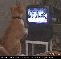 #Kitty  #Boxing [Aww] Boxing kitty GIF (Image of album My r/AWW favs))