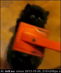 #Kitten  #Brushing [Aww] Brushing a kitten. GIF (Image of album My r/AWW favs))