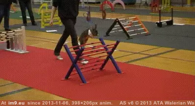 #Bunny  #Competition [Aww] Bunny competition GIF (Image of album My r/AWW favs))