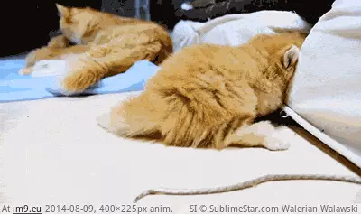  #Fits  [Aww] But... but why don't I fits? GIF (Image de album My r/AWW favs))