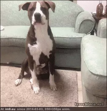#Hug #Gimme #Mon [Aww] C'mon ...gimme a hug! GIF (Obraz z album My r/AWW favs))