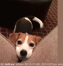 #Can #Sit #Lap #Now [Aww] Can I PLEASE come up and sit in your lap now? GIF (Bild von album My r/AWW favs))