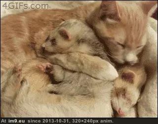 #Cat  #Ferret [Aww] Cat and ferret. GIF (Bild von album My r/AWW favs))