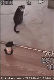 #Cat  #Toy [Aww] Cat vs. Toy GIF (Image of album My r/AWW favs))