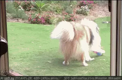 #Caught  #Act [Aww] Caught in the act GIF (Image de album My r/AWW favs))