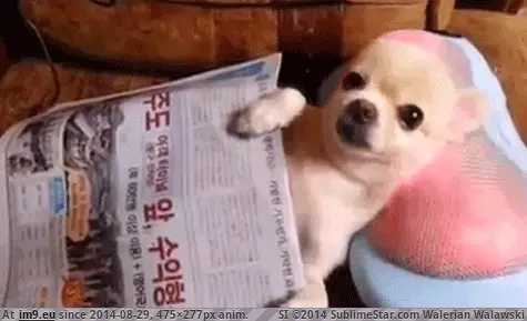 #Puppy #Enjoys #Chill #Chihuahua #Massage #Neck [Aww] Chill chihuahua puppy enjoys a neck massage GIF (Image of album My r/AWW favs))