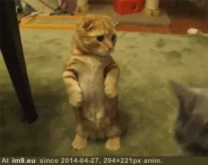  #Hug  [Aww] Come back here and hug me! GIF (Image of album My r/AWW favs))