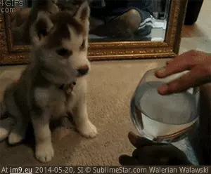 #Husky #Confused #Pup [Aww] Confused Husky Pup GIF (Bild von album My r/AWW favs))