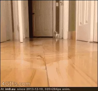 #Kitty  #Corgi [Aww] Corgi Kitty! GIF (Image of album My r/AWW favs))