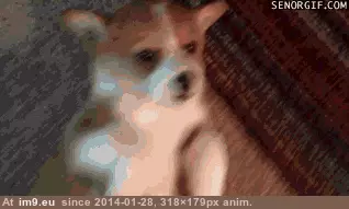 #Tired #Corgi #Pup [Aww] Corgi pup is tired GIF (Image de album My r/AWW favs))