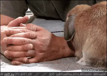 #Cuddle  #Hoooman [Aww] Cuddle me hoooman GIF (Image of album My r/AWW favs))