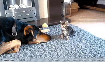 #Dog #Teasing #Kitten [Aww] Dog teasing kitten GIF (Imagen de album My r/AWW favs))