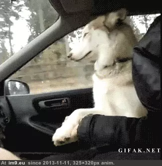  #Let  [Aww] Don't let go! GIF (Image of album My r/AWW favs))