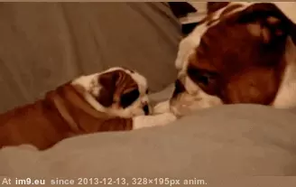 #Dad #Puppy #Kisses #Bulldog #Exchanging #English #Nose [Aww] English bulldog puppy exchanging nose kisses with her dad GIF (Image of album My r/AWW favs))