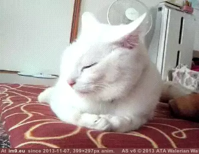  #Facepaw  [Aww] Facepaw GIF (Obraz z album My r/AWW favs))