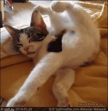 #Kitty  #Fixing [Aww] Fixing kitty GIF (Obraz z album My r/AWW favs))